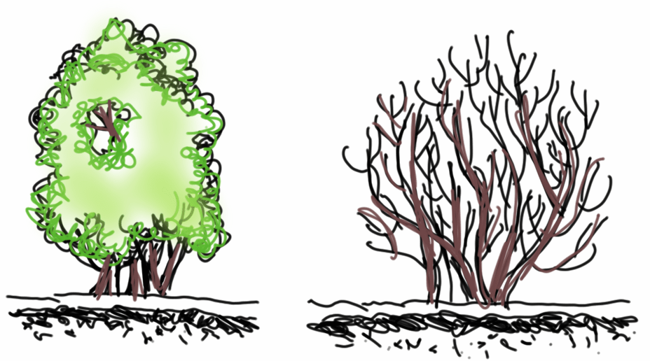 How to Identify Trees and Shrubs in the Winter Learning is Growing